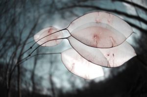 © Sigita Flaksienė